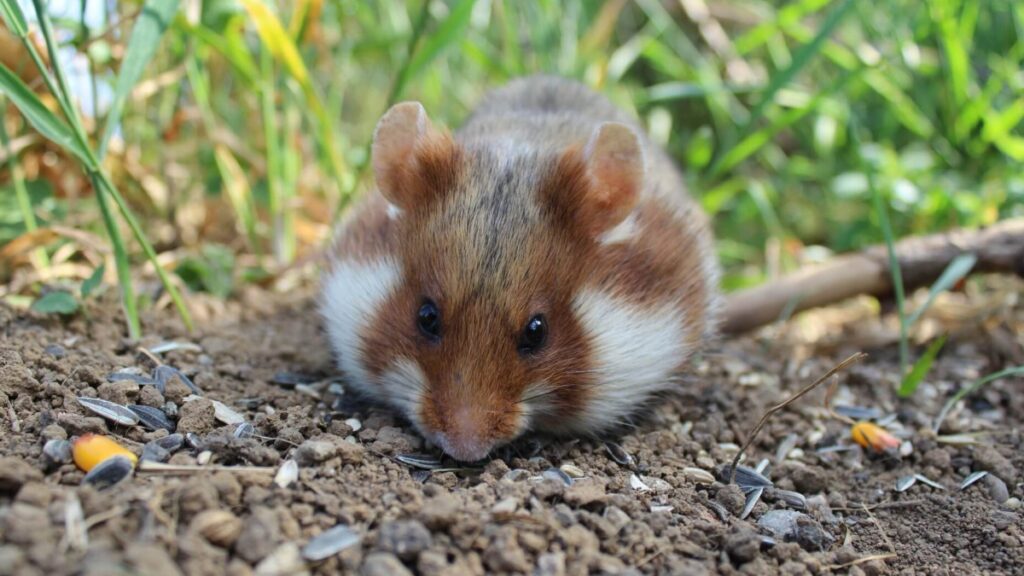 ゴーデンハムスター